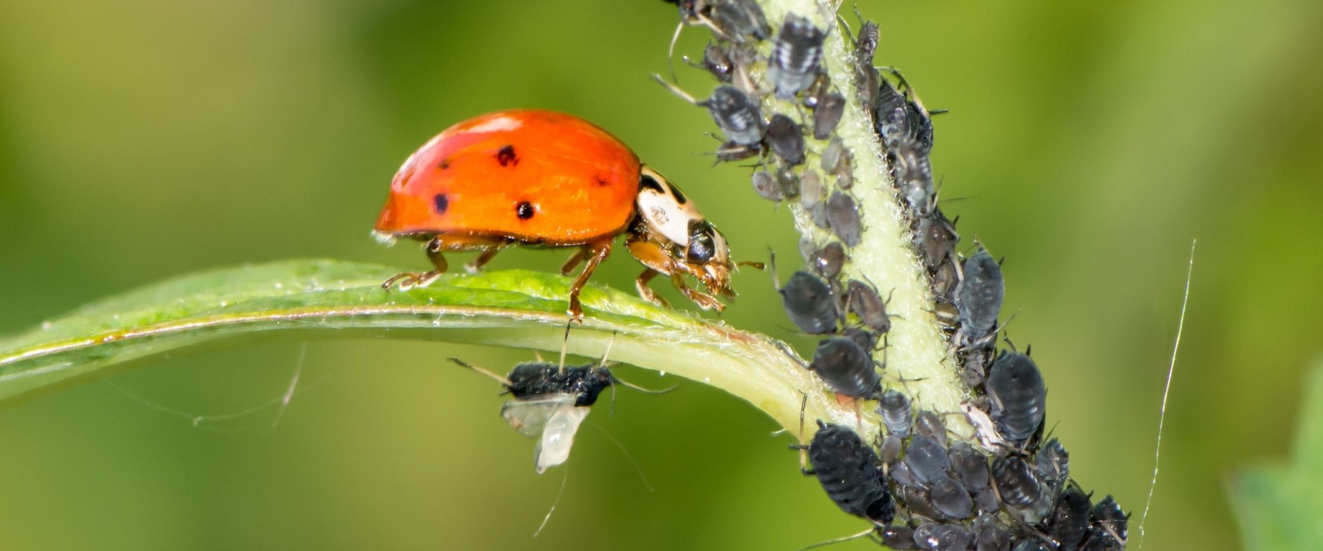 What is the example of biological pest control?