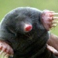 Combining Expert Mole Removal With Organic Pest Control In Middle Tennessee