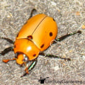 Say Goodbye To Chemicals: Discover Organic Pest Control Options In Fairview Shores