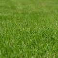 Organic Lawn Care in Loudoun County by Pro-Mow, Inc.
