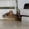 How Natural Pest Barriers Protect Outdoor HVAC Units From Infestation