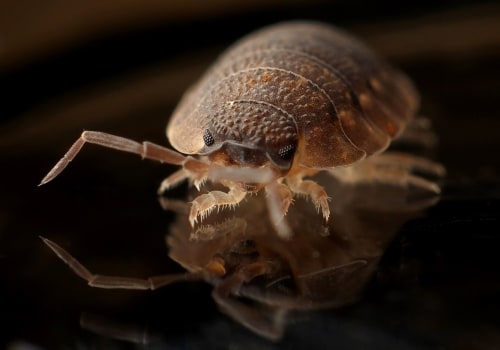 Organic Bed Bug Control in Sheffield: Effective Solutions