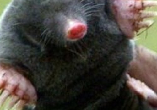 Combining Expert Mole Removal With Organic Pest Control In Middle Tennessee