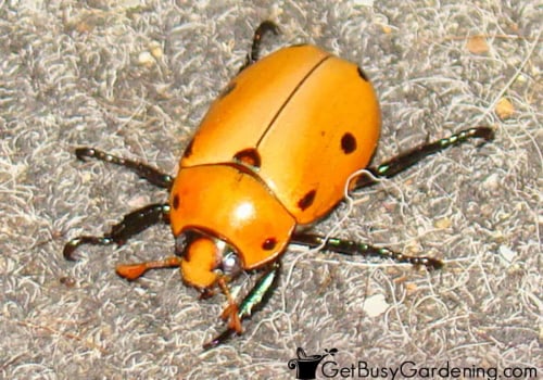 Say Goodbye To Chemicals: Discover Organic Pest Control Options In Fairview Shores