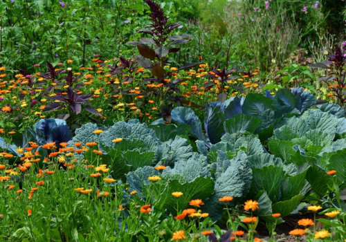 How Companion Planting Creates Natural Pest Barriers in Home Gardens