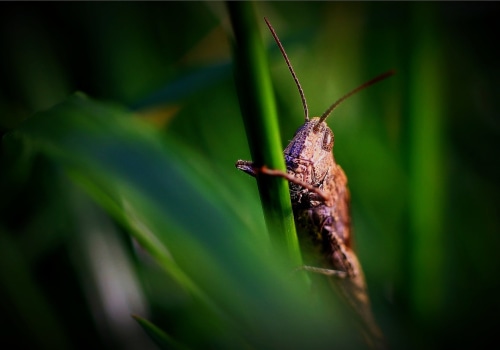 Discover Eco-Friendly Pest Control in Longmeadow