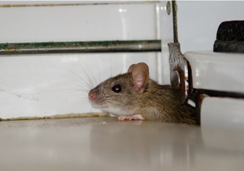 How Natural Pest Barriers Protect Outdoor HVAC Units From Infestation